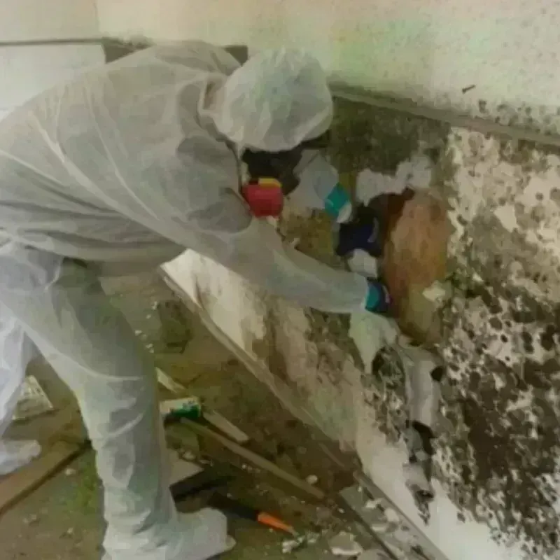 Mold Remediation and Removal in Bartlett, TX